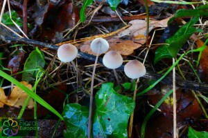 Mycena albidolilacea (1)